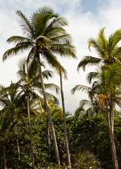 Fototapeta premium coconut palm trees