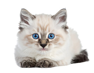 Adorable fluffy kitten with striking blue eyes on white background