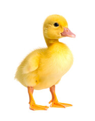 Cute Yellow Duckling Standing on White Background in Soft Light