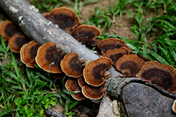 Lingzhi mushroom growing on tree trunk in garden.