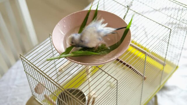 Parrot is bathing in a bowl of water next to the cage. Budgie splashing. Domestic animals healthy lifestyle. Pets care. Budgerigar bird funny video. Parakeet with wet feathers after swimming. 4K