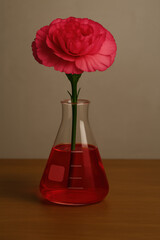 Pink flower in laboratory glass flask filled with red liquid on wooden surface with neutral background

