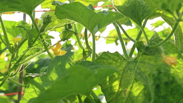 water gourd or vegetable gourd plant, young plants, winter melon garden, wax gourd farm nature, marrow organic in the plantation, ash gourd farming, home gardening tropical of asian