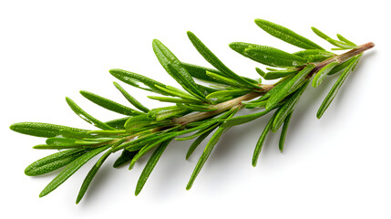 Fototapeta premium Fresh rosemary twig isolated, herbal spice branch with soft shadows, top view flat lay on transparent background, cooking and hair care design element --ar 16:9