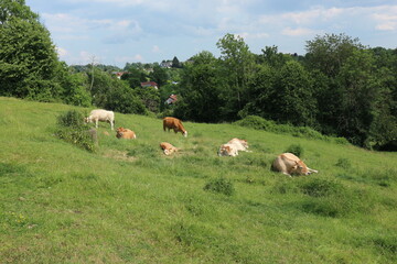 オーストリアの牧場