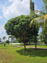 Tanjung tree (Mimusops elengi) family Sapotaceae for shade