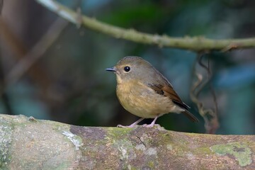 snowy-browed flycatcher or Ficedula hyperythra seen in Karimganj, Assam, India