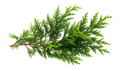 Fototapeta premium Fresh rosemary and green pine branches isolated on white background. 