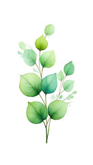 Obraz premium Watercolor Eucalyptus Branch: Soft Green Tones, Elegant Botanical Illustration, Serene Mood.