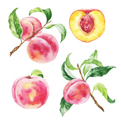 Watercolor red peach set on white. Watercolour illustration.