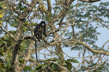 monkey_PAP8955.jpg