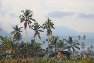 palm trees on the beach