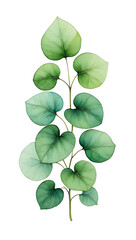 Obraz premium Watercolor Eucalyptus Branch: Serene Green Leaves, Botanical Illustration, Minimalist Style