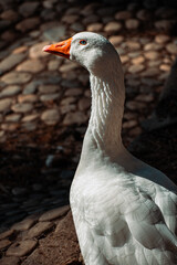 Bie beautiful  white Goose