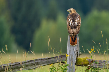 Red-tailed Hawk Perched on Rustic Fence Post, Serene Nature Scene, Wildlife Photography