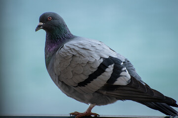 Homing pigeon Greece