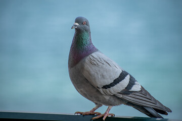 Homing pigeon Greece