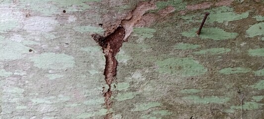 Cracked Green Painted Wood with Rusty Nail and Termite Damage. Close-up of old green-painted wooden surface with a rusty nail and visible termite trails. Aged and textured for rustic or decay design
