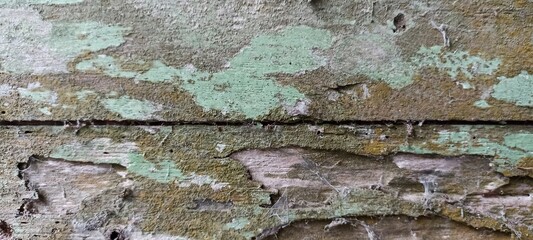 Peeling Mossy Green Paint on Old Wooden Planks. Close-up of cracked wood surface with peeling green paint, moss, and weathered texture. Ideal for rustic or vintage design backgrounds