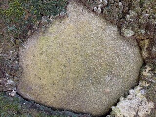 Moss and Lichen Encircling Rough Surface. An overhead view of a textured, light-colored patch of ground or rock, bordered by dark green moss and lichen