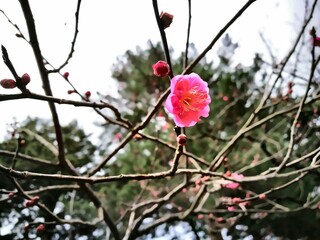 Single pink Japanese plum blossom blooming on bare branch in early spring with soft forest background