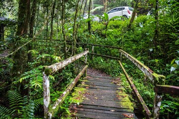 Pathway Leading to Forest Cabin Surrounded by Lush Greenery, Kinabalu, Sabah, Malaysia
