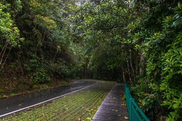 Pathway Leading to Forest Cabin Surrounded by Lush Greenery, Kinabalu, Sabah, Malaysia