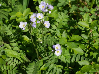 Jacob's Ladder Wildflower Blooming Along Jean Lunning Trail, Indian Peaks Wilderness, Colorado