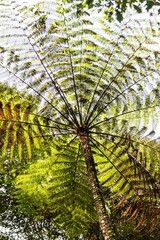Canopy of a Giant Fern, Sabah, Malaysia