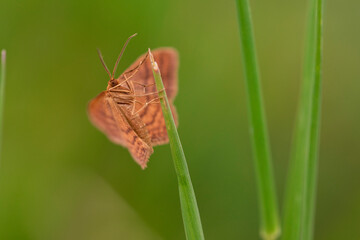 Brown moth perched on green stalk, macro photo illustrating insect anatomy in natural light outdoors