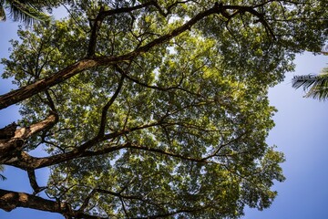 Vast Canopy Against Blue Sky, Sabah, Malaysia