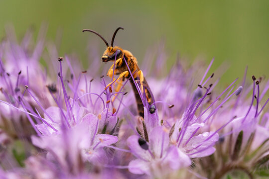 Macro close-up of slender orange ichneumon wasp foraging on violet phacelia blossoms with lush green bokeh background, pollinator wildlife concept