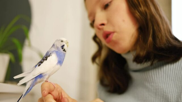 Budgerigar playing with teenage girl. Budgie. Funny blue purple parakeet sitting on owner head. Cute violet tamed bird having fun with teen. Friendship, relationship with Pets. Cute domestic animals