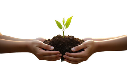 hands holding a plant