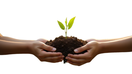 hands holding a plant