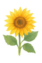 Fototapeta premium flower illustrations for greeting card decoration