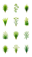 Fototapeta premium Twelve Vibrant Green Plants: Botanical Illustrations, Lush Foliage, Natural Mood.