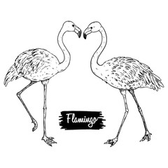 Hand Drawing of Two Flamingos Form A Symbol Of Love
