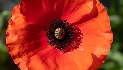 Vibrant poppy petal closeup