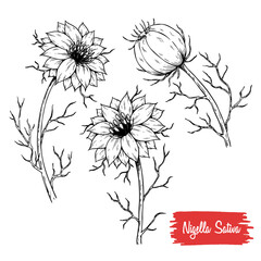 Set of Hand Draw Nigella Sativa. Herbal Plant Sketch Illustration