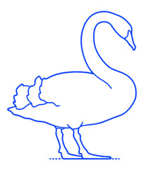 Waterfowl Black Swan Waterfowl Black Swan Waterfowl Black Swan