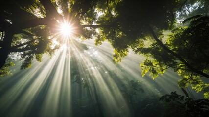 Defocused Amazon Rainforest COP30 Climate Summit