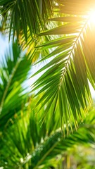 Lush palm fronds bathed in sunlight