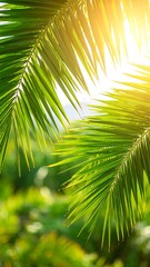 Obraz premium Lush palm leaves frame sunlit backdrop