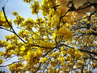 Full view of blooming yellow tabebuia tree in spring sunshine, vibrant golden trumpet tree in Southeast Asia
