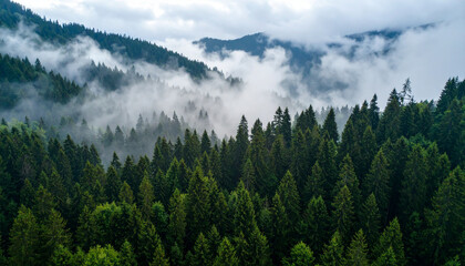 Obraz premium Aerial view of a dense evergreen forest with fog rolling through the trees and mountains in the background.