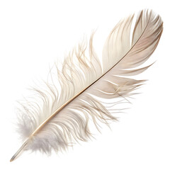 Fototapeta premium Feather Isolated on White Background