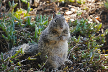 Shy squirrel on the grass