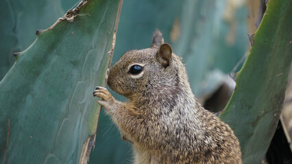 squirrel in the park posing for photo