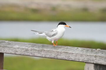 Royal Tern on a fence